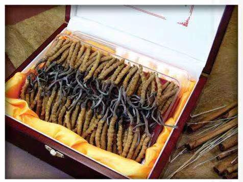 大渡口冬虫夏草回收